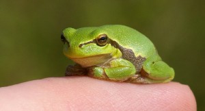 Green tree frog