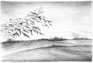 Birds migrating